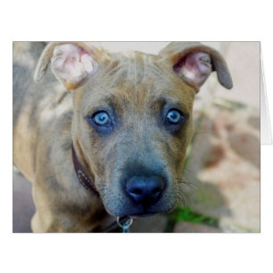Brindle Pit Bull Puppy by Shirley Taylor