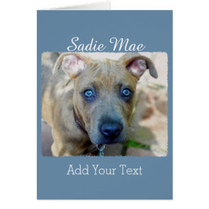 Brindle Pit Bull Puppy by Shirley Taylor