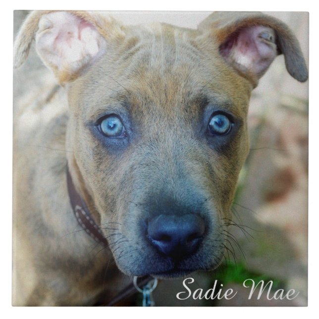 Brindle Pit Bull Puppy by Shirley Taylor Tile (Front)