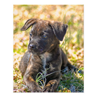 Brindle Puppy and Wild Onion Photo Print