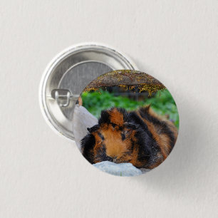 Brindle, Rosette Guinea Pig Lounging Outdoors 3 Cm Round Badge