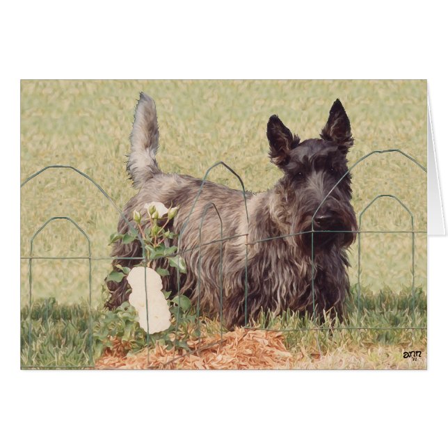 Brindle Scottish Terrier with Roses (Front Horizontal)