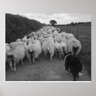Bringing in the Sheep Poster