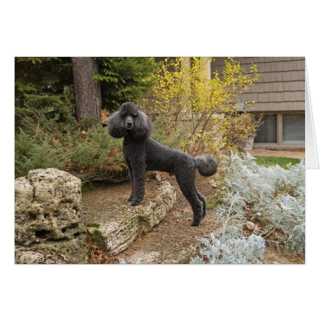 Bringing some Magic into your day.... (Front Horizontal)