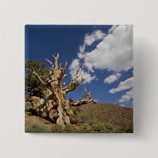 Bristlecone pine in Ancient Bristlecone Forest, 15 Cm Square Badge (Front)