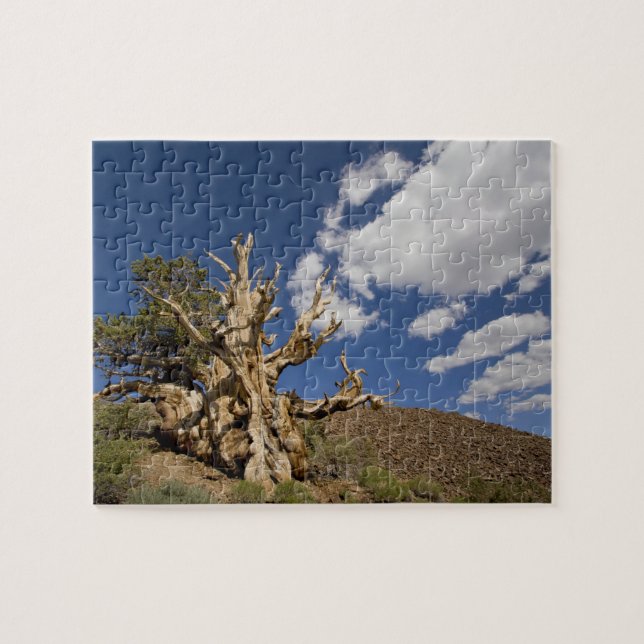 Bristlecone pine in Ancient Bristlecone Forest, Jigsaw Puzzle (Horizontal)
