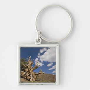 Bristlecone pine in Ancient Bristlecone Forest, Key Ring