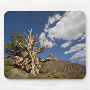 Bristlecone pine in Ancient Bristlecone Forest, Mouse Pad