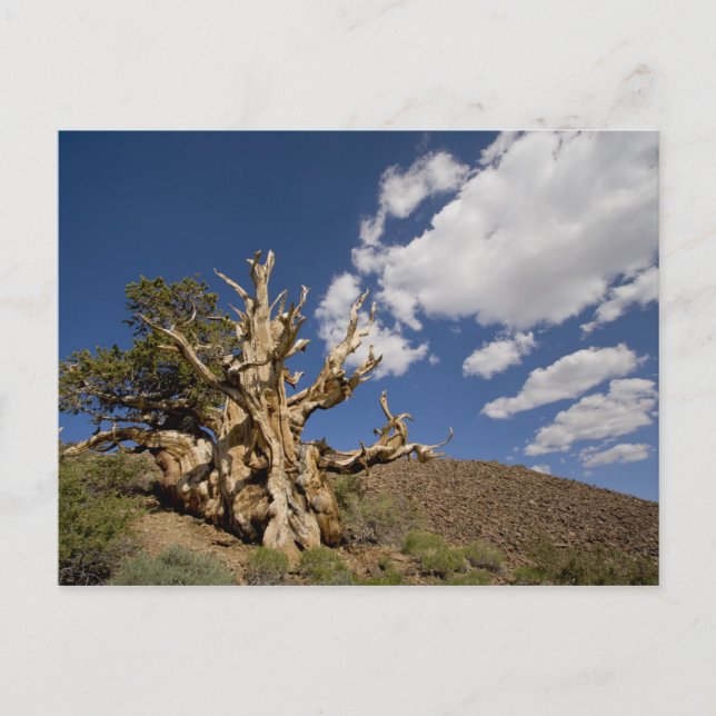 Bristlecone pine in Ancient Bristlecone Forest, Postcard (Front)