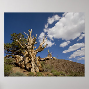 Bristlecone pine in Ancient Bristlecone Forest, Poster