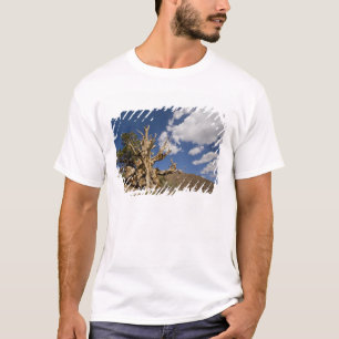 Bristlecone pine in Ancient Bristlecone Forest, T-Shirt