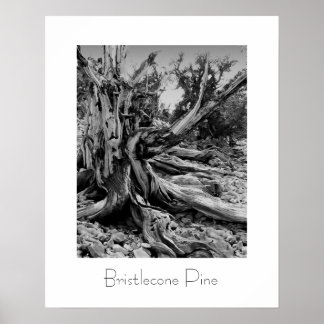 Bristlecone Pine Poster