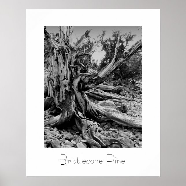 Bristlecone Pine Poster (Front)