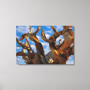 Bristlecone Pine Tree Canvas Print
