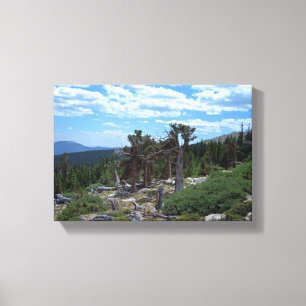 Bristlecone Pine Tree Canvas Print