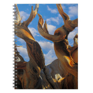 Bristlecone Pine Tree Notebook