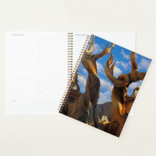 Bristlecone Pine Tree Planner