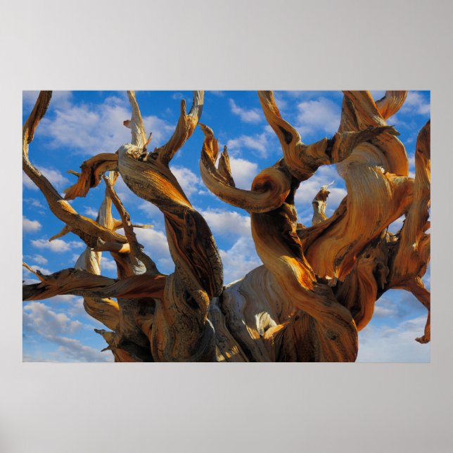 Bristlecone Pine Tree Poster (Front)