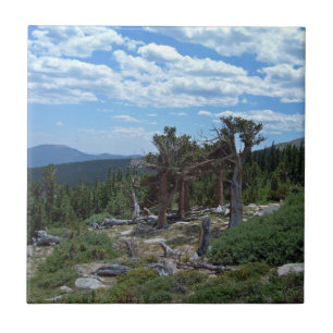 Bristlecone Pine Tree Tile