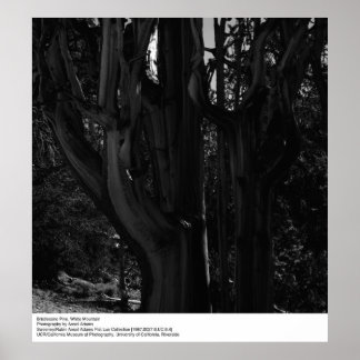 Bristlecone Pine, White Mountain, by Ansel Adams Poster