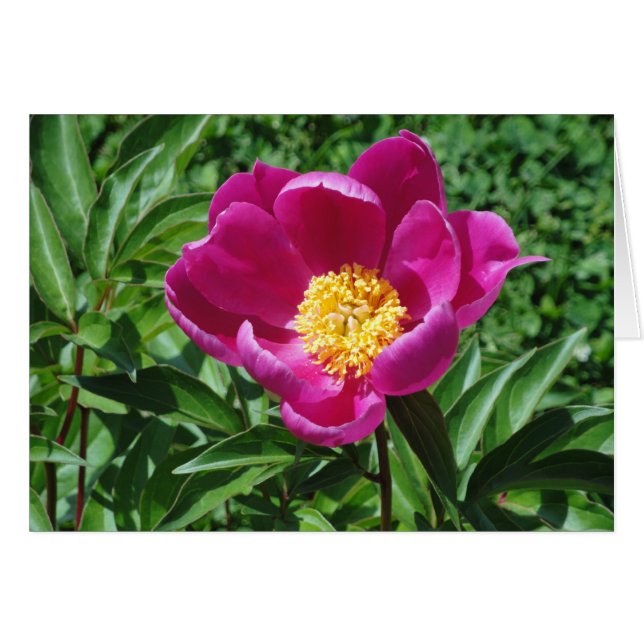 Bristol Bloom (Front Horizontal)