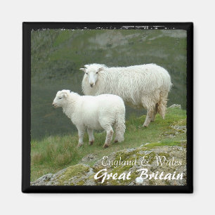 Britain, Sheep with Lamb (Magnet) Magnet