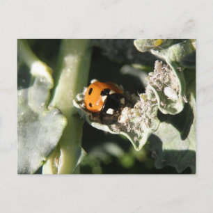 British 7 Spot ladybug Postcard