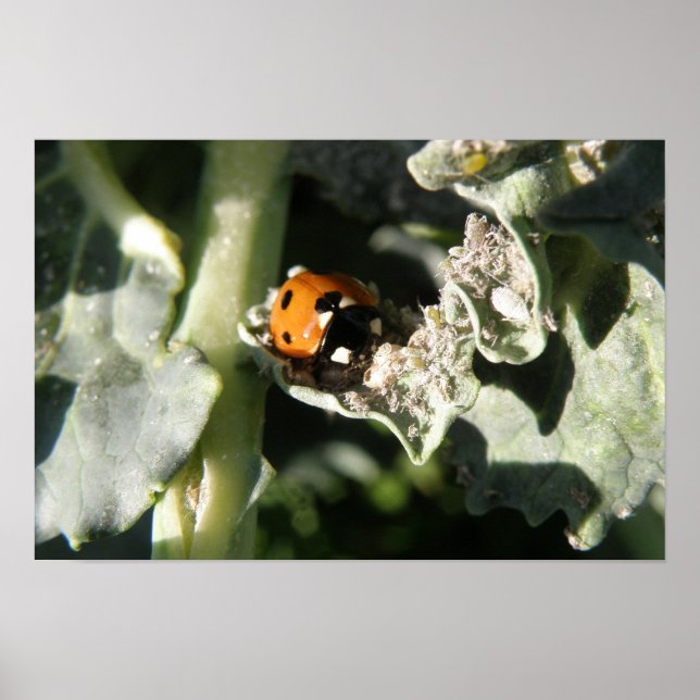 British 7 Spot Ladybug Print (Front)