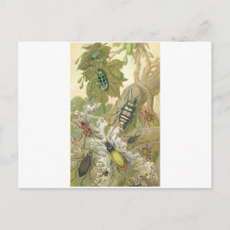 British Beetles Postcard