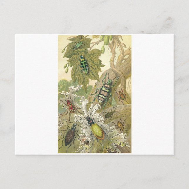 British Beetles Postcard (Front)