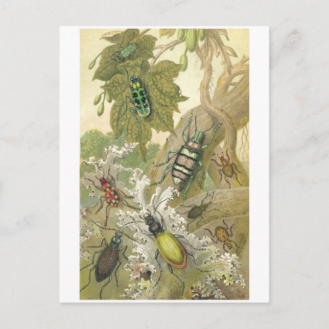 British Beetles Postcard (Front)