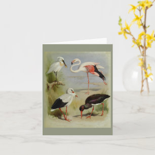 British Birds, Art Illustrations Card