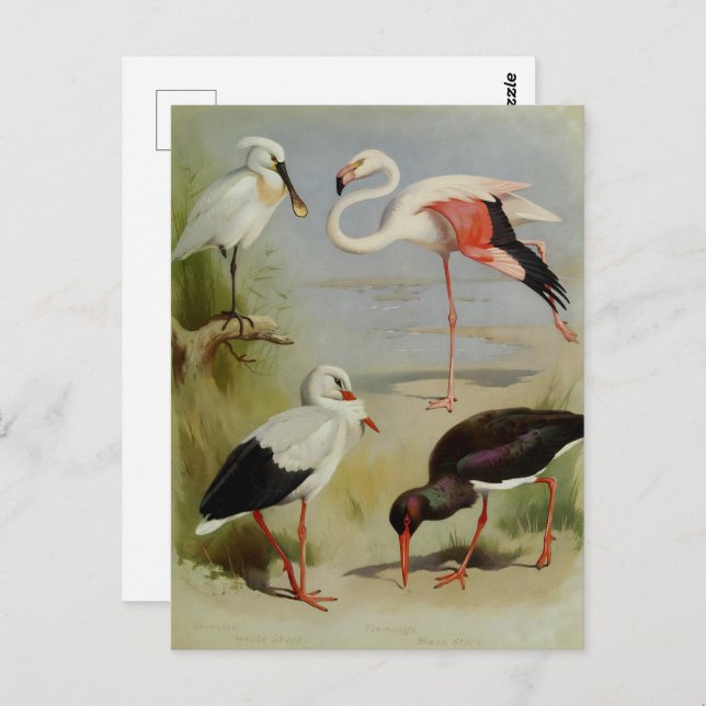 British Birds, Art Illustrations Postcard (Front/Back)