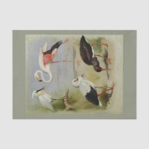 British Birds, Art Illustrations Tissue Paper