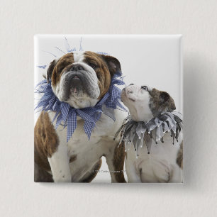 British bulldog and puppy wearing jester collar, 15 cm square badge