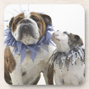 British bulldog and puppy wearing jester collar, coaster