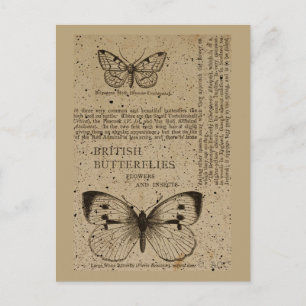 British Butterflies Postcard