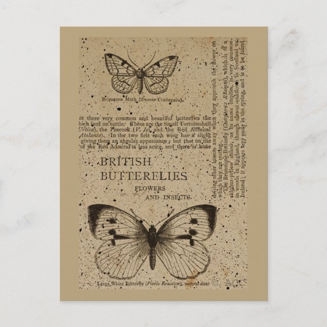 British Butterflies Postcard (Front)