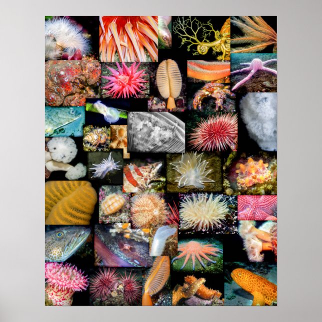 British Columbia Marine Life Collage Poster (Front)