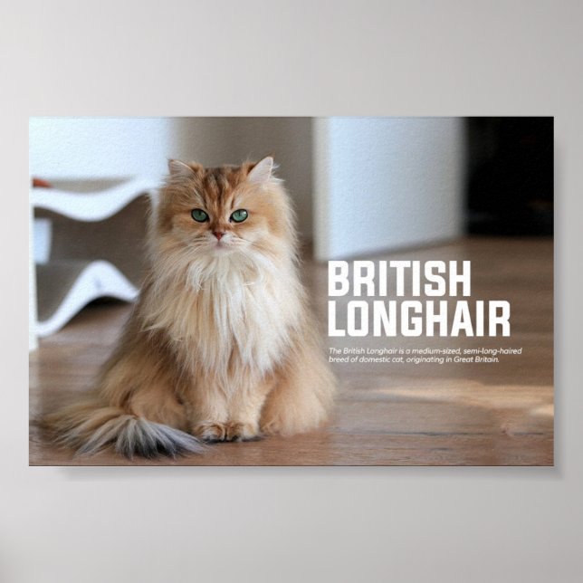 British Longhair Cat Breed Poster (Front)