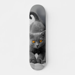 British short-haired cat Curious Skateboard