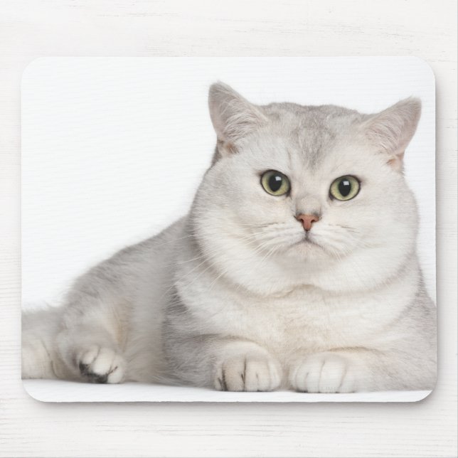 British Shorthair (2 years old) lying in front Mouse Pad (Front)