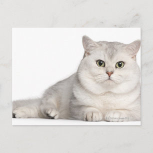 British Shorthair (2 years old) lying in front Postcard