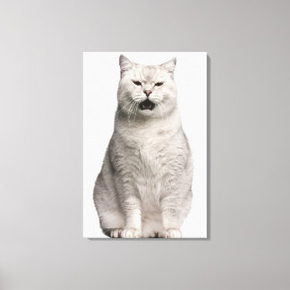 British Shorthair (4 years old) Canvas Print