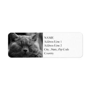 British Shorthair Black and White Cat Portrait