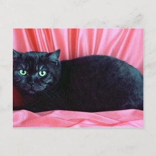 British Shorthair, black smoke Postcard