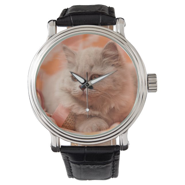 British shorthair, British longhair, Lilac Watch (Front)