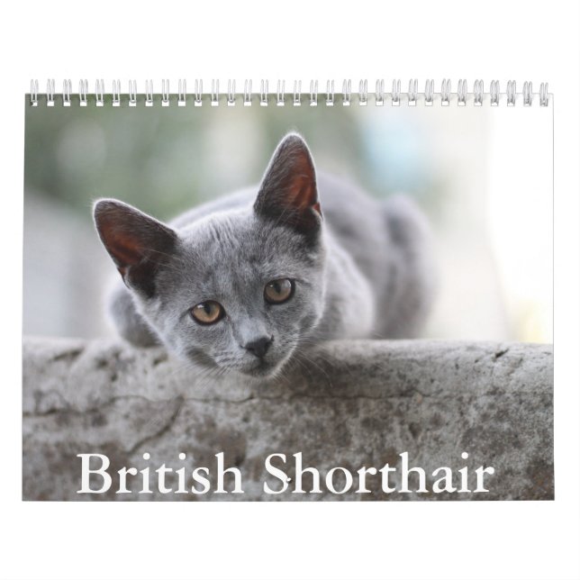 British Shorthair Calendar (Cover)