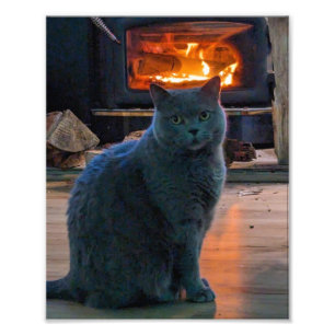 British Shorthair Cat Kitty Fireplace Photo Print