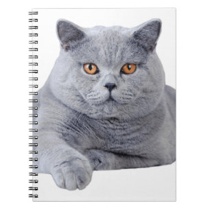 British shorthair cat notebook